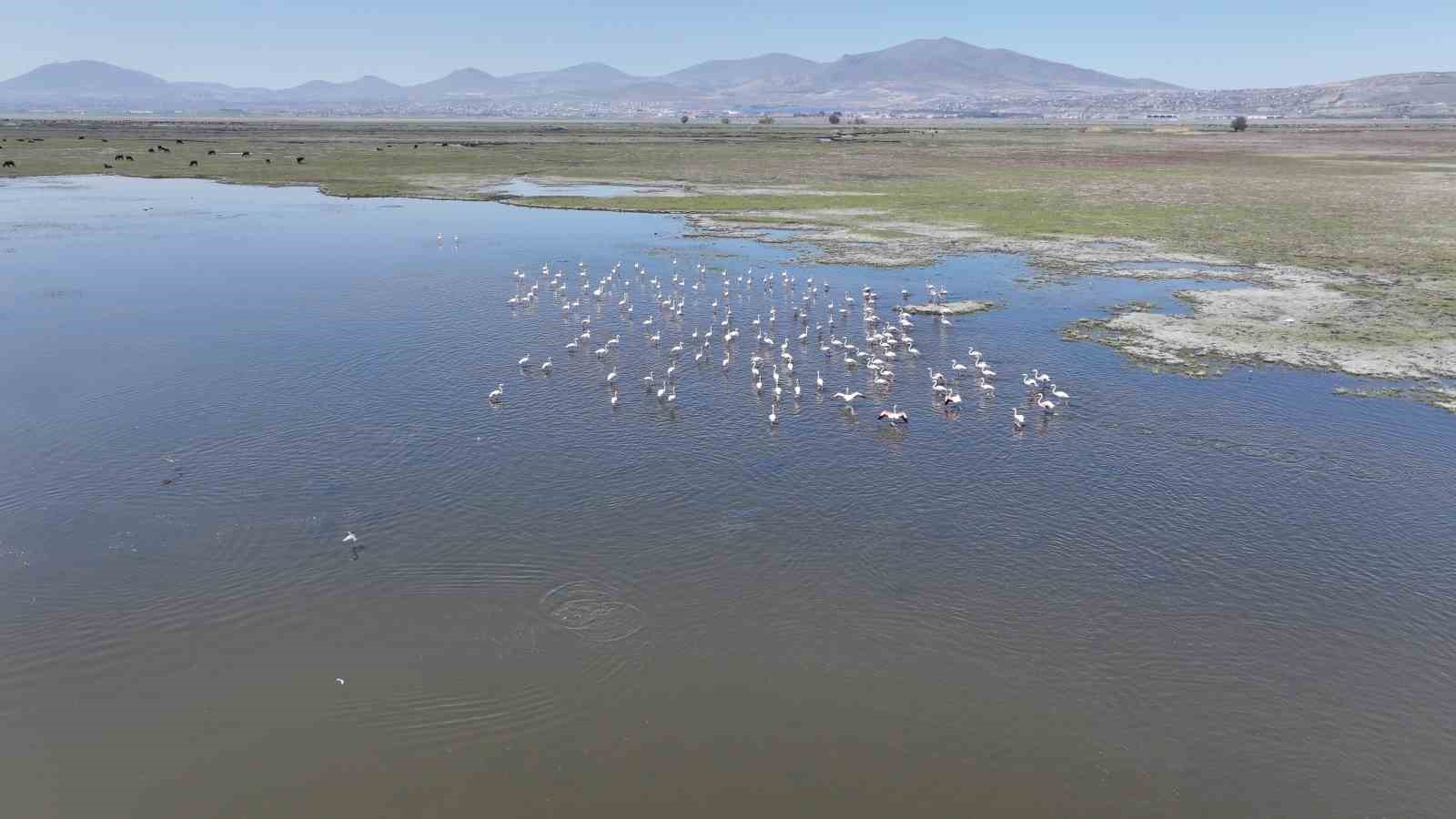 Baharın habercisi leylekler H&uuml;rmet&ccedil;i Sazlığı&rsquo;na geldi
