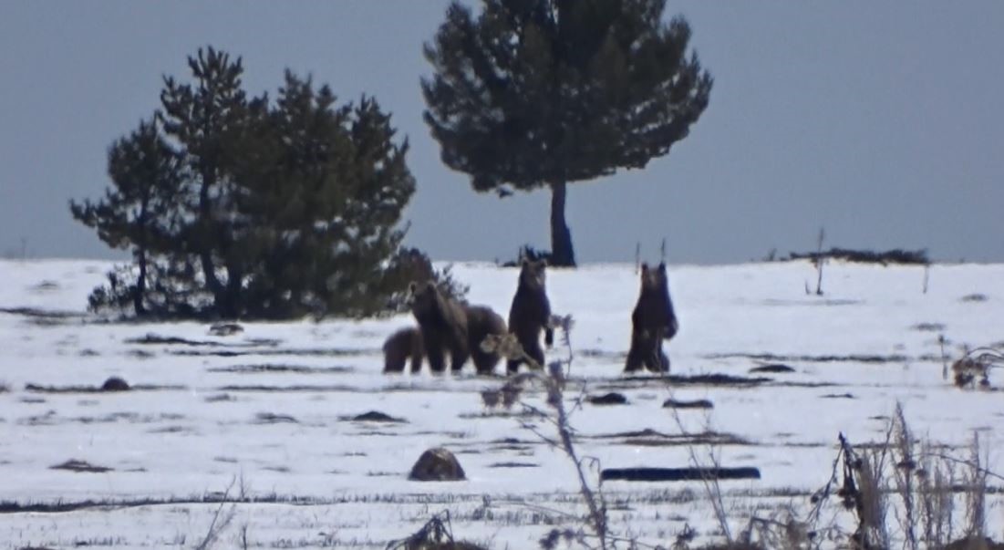 Anne ayı ve üç yavrusu yaylada görüntülendi
