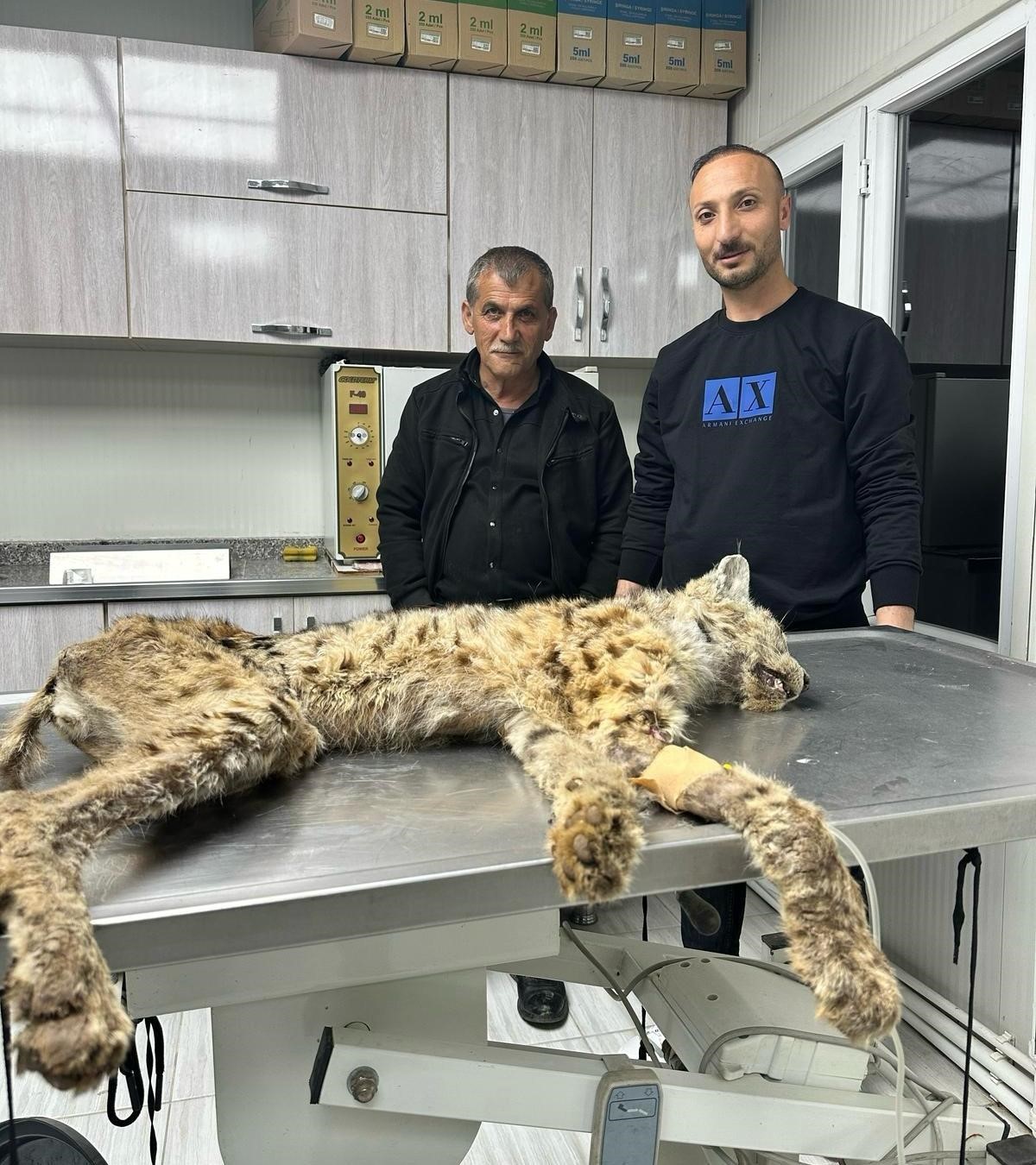 Bitlis’te bitkin hale bulunan vaşak koruma altına alındı