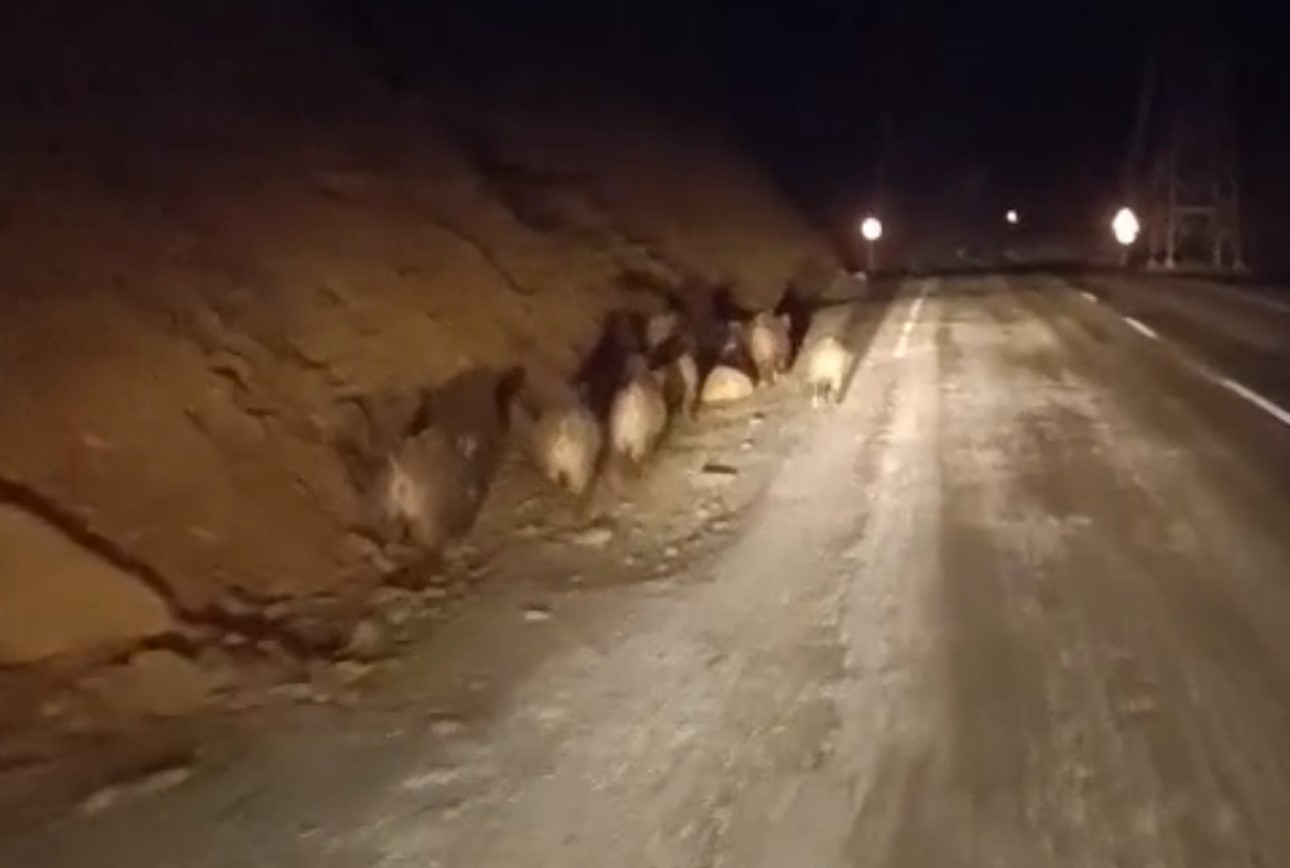 Yüksekova’da domuz sürüsü kamerada