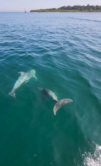 Tekirdağ’da balıkçı teknesine yunus sürprizi