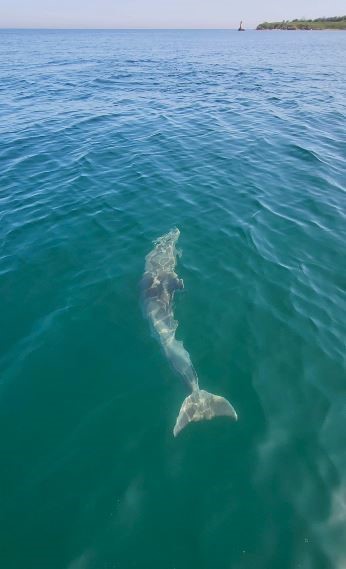 Tekirdağ’da balıkçı teknesine yunus sürprizi