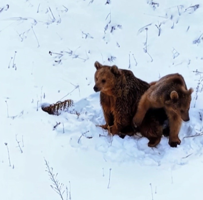 Kars’ta ayıların dron ile sınavı