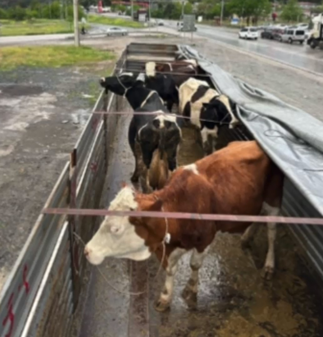 Hayvan hırsızları 6 saatte yakalandı