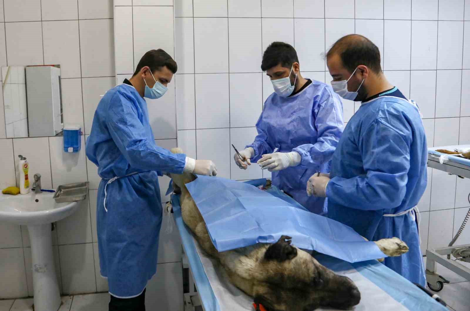 Üniversite öğrencileri hayvan bakım evinde uygulamalı eğitim alıyor