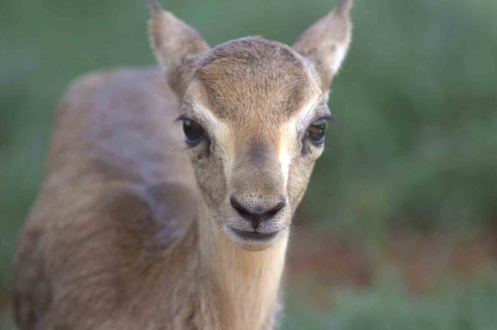 Hatay dağ ceylanlarının sayısı her geçen yıl artıyor