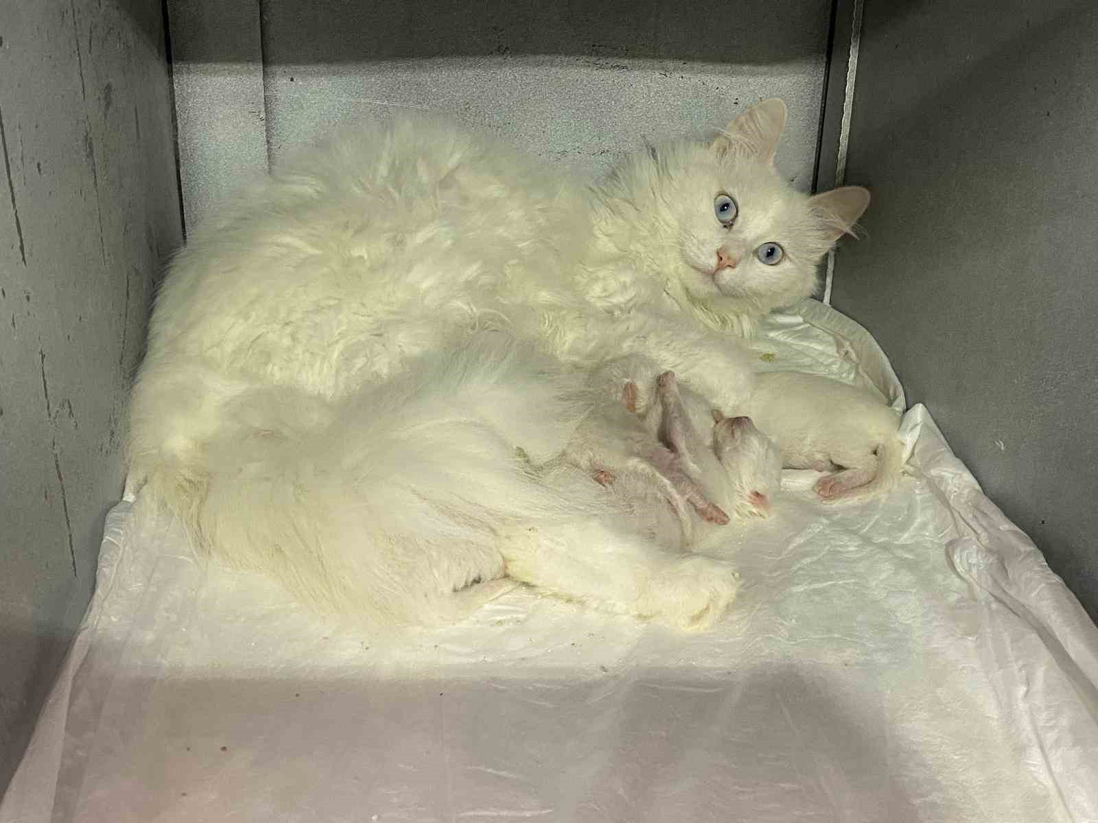 Nisan ayında 52 Ankara Kedisi dünyaya geldi