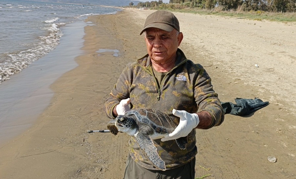 Balıkçı ağlarına takılan deniz kaplumbağası tekrar denize bırakıldı
