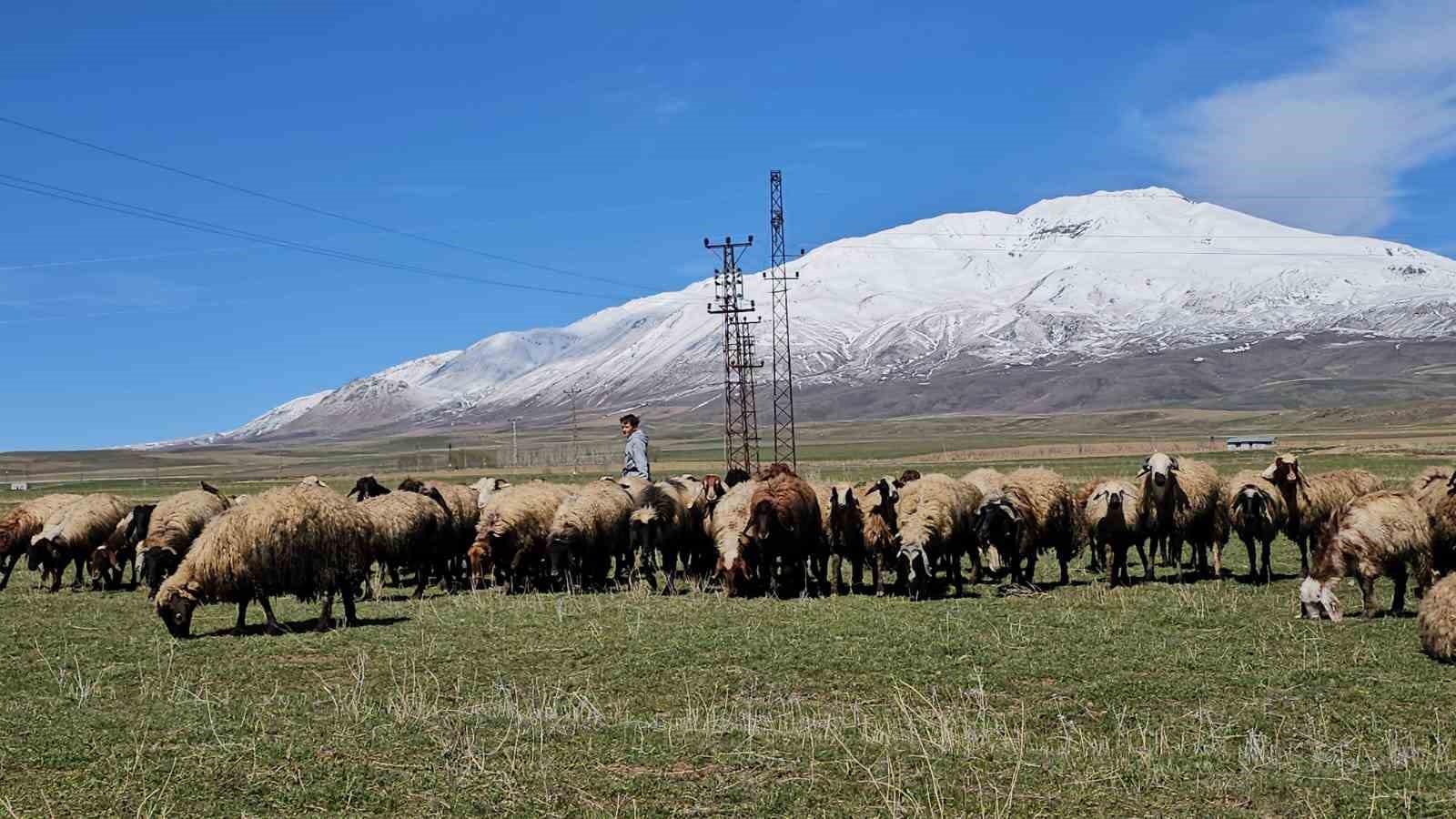 Havanın ısınmasıyla hayvan sahipleri rahat nefes aldı