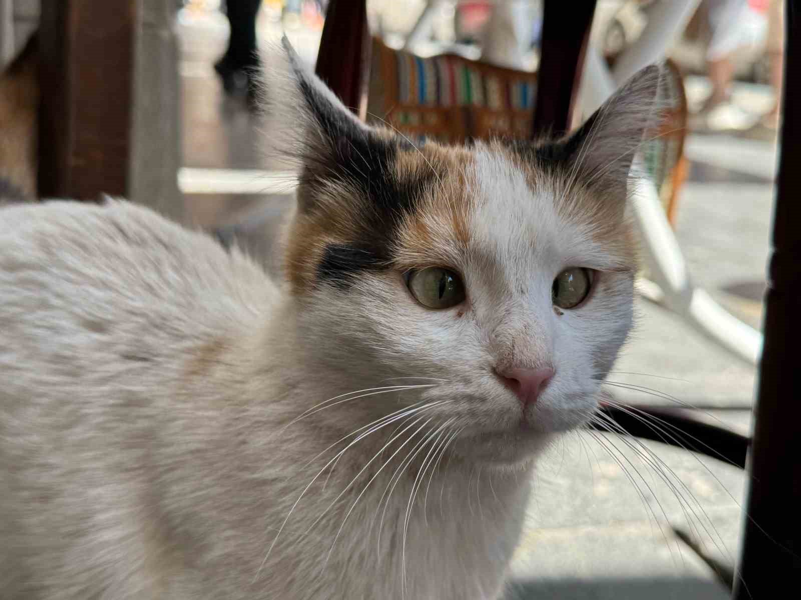 Şaşı kedi, mahallelinin maskotu haline geldi