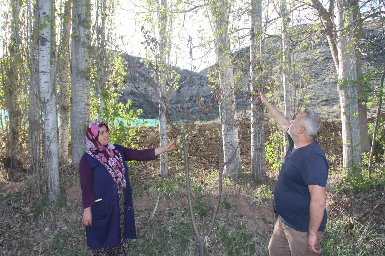 Meyve ağaçları zirai dondan etkilenen çiftçiler, hububattan umutlu