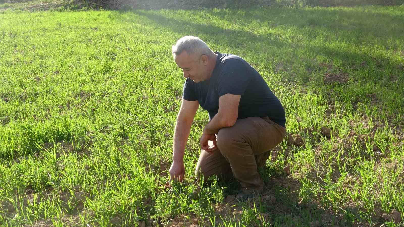 Meyve ağa&ccedil;ları zirai dondan etkilenen &ccedil;ift&ccedil;iler, hububattan umutlu

