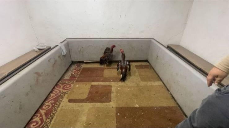 Horoz Dövüşüne suçüstü
