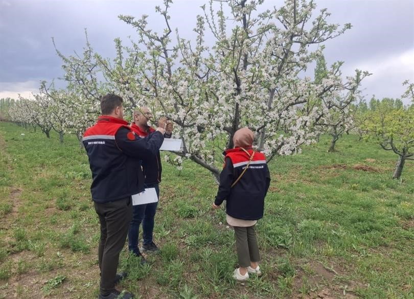 Iğdır’da meyve ağaçları kurulan tuzaklarla korunuyor