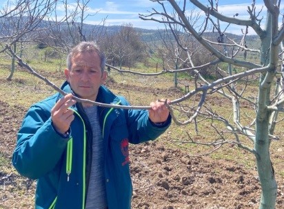 Tavşanlı’da zirai don hasar tespit başvuruları başladı