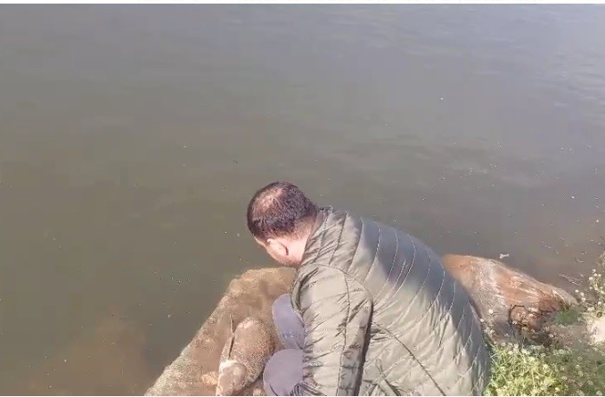 Sazanı ekskavat&ouml;rle kurtarıp serbest bıraktı
