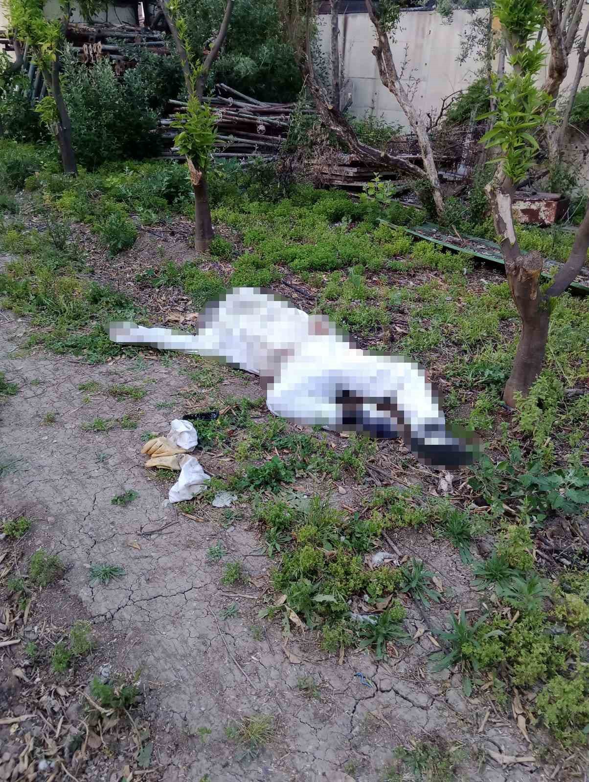 Arı sokması sonucu hayatını kaybetti