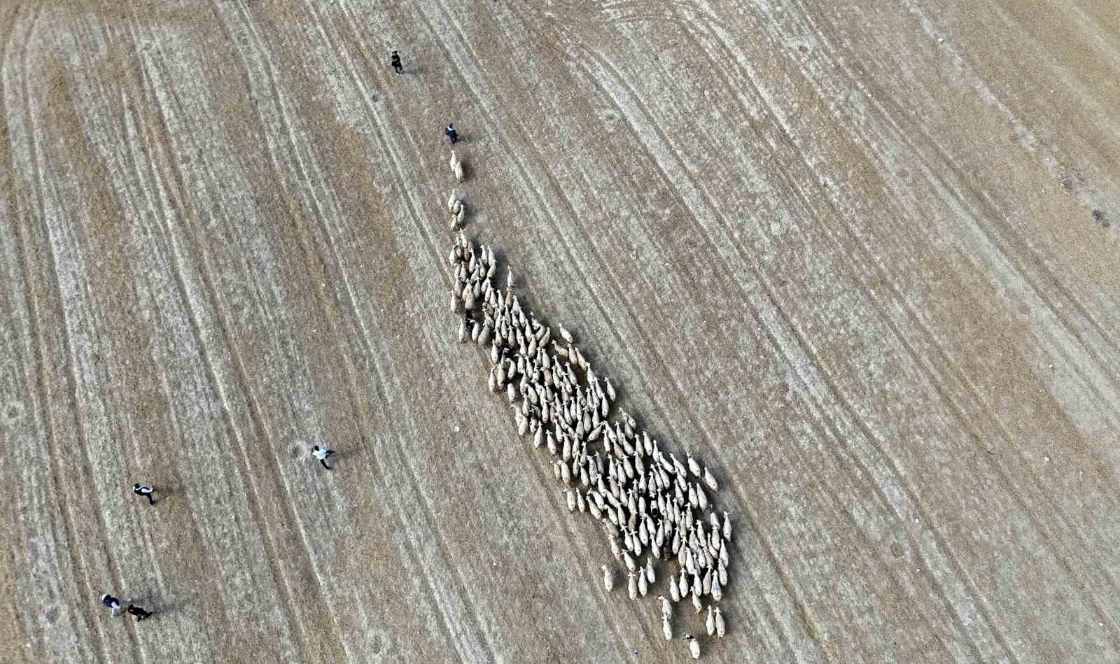 Baharın gelişiyle Bayburt’ta koyunlar yeniden yola koyuldu