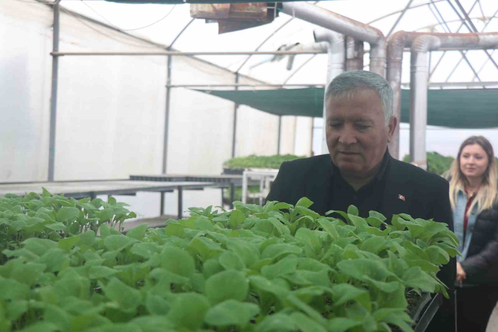 Ata mirası tohumlar milyonlarca fideye dönüştü