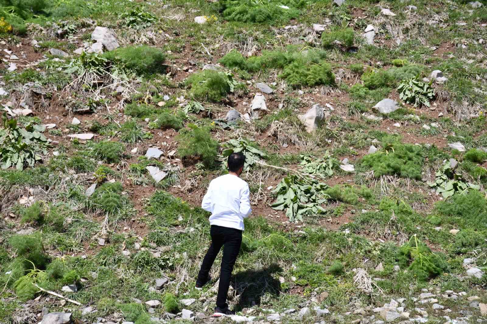 Kar, yeşeren bitkileri vurdu