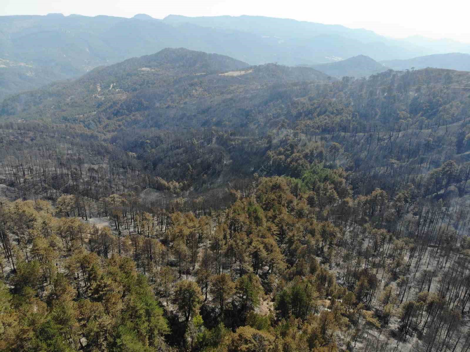 Bolu’da ormanlar küllerinden doğacak: 5 milyondan fazla fidan toprakla buluşacak
