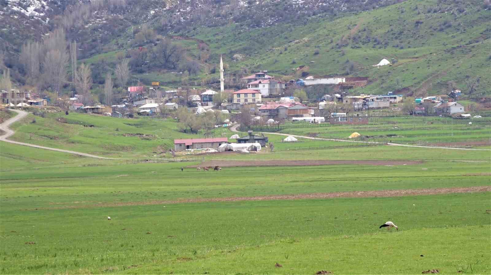 Leylekler Muş Ovası&rsquo;na d&ouml;nd&uuml;
