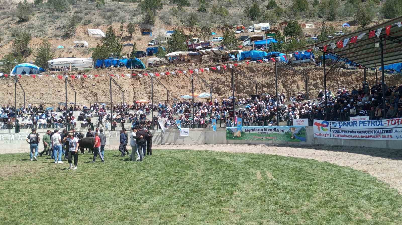 Artvin’de 500 kilogramlık boğa bakıcısını hastanelik etti