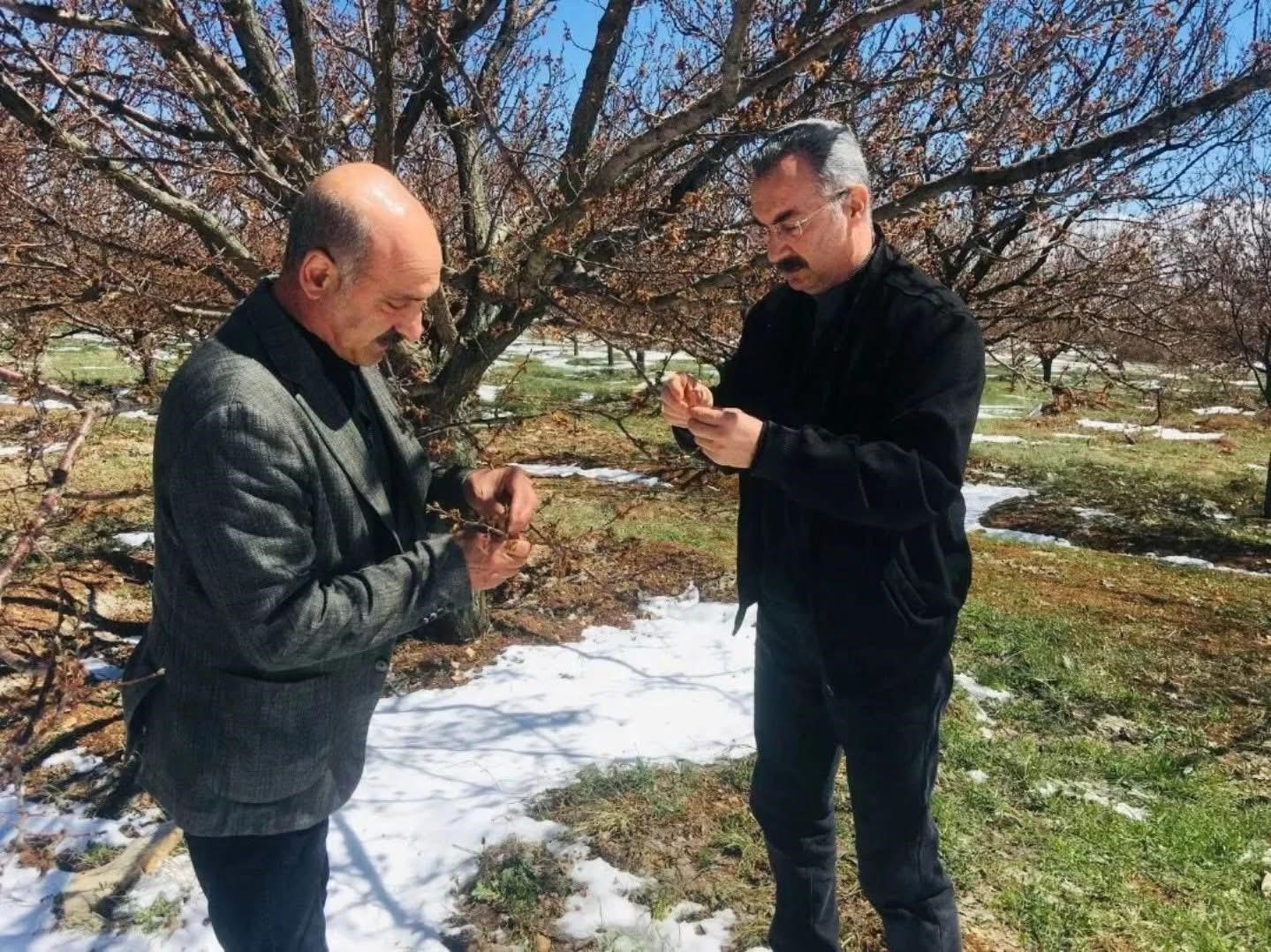 Baskil&rsquo;de dondan etkilenen meyve bah&ccedil;elerinde inceleme

