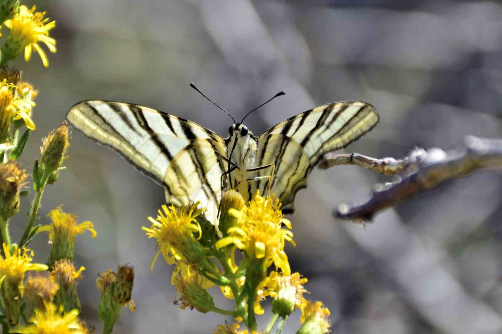 Mersin&rsquo;de &rsquo;Mutlu Kelebekler Festivali&rsquo;
