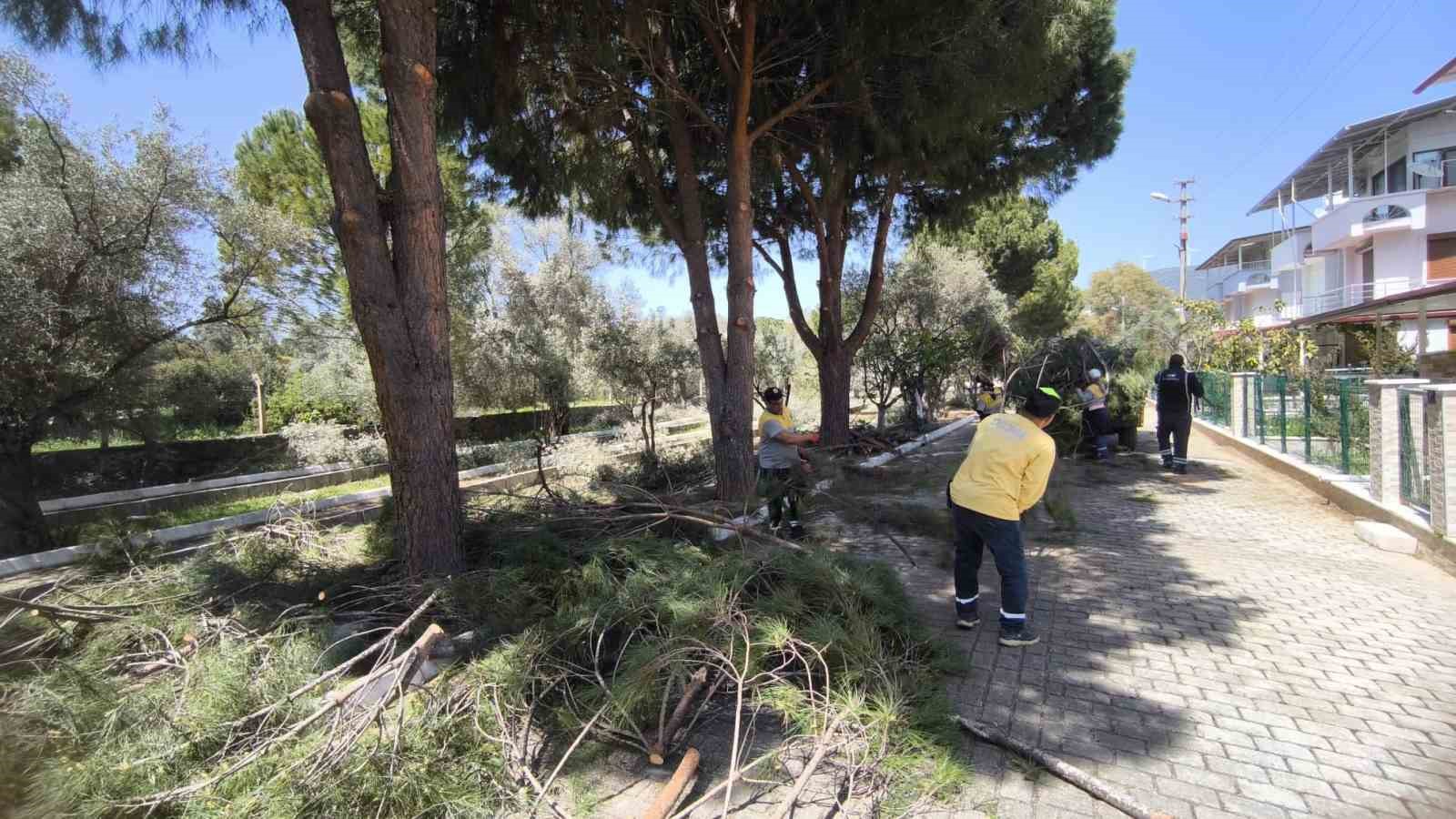 Didim’de ağaçlar budandı