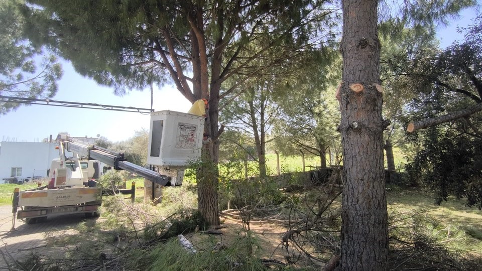 Didim&rsquo;de ağa&ccedil;lar budandı
