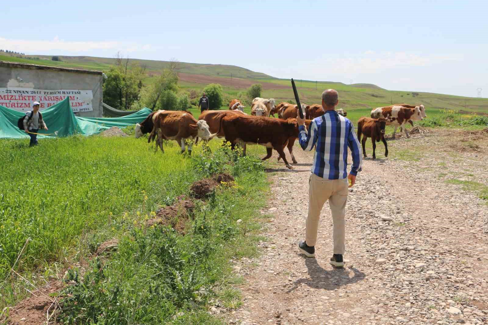 Ahırın yıkılması sonucu korku yaşayıp ka&ccedil;an buzağı 8 aydır eve d&ouml;nm&uuml;yor
