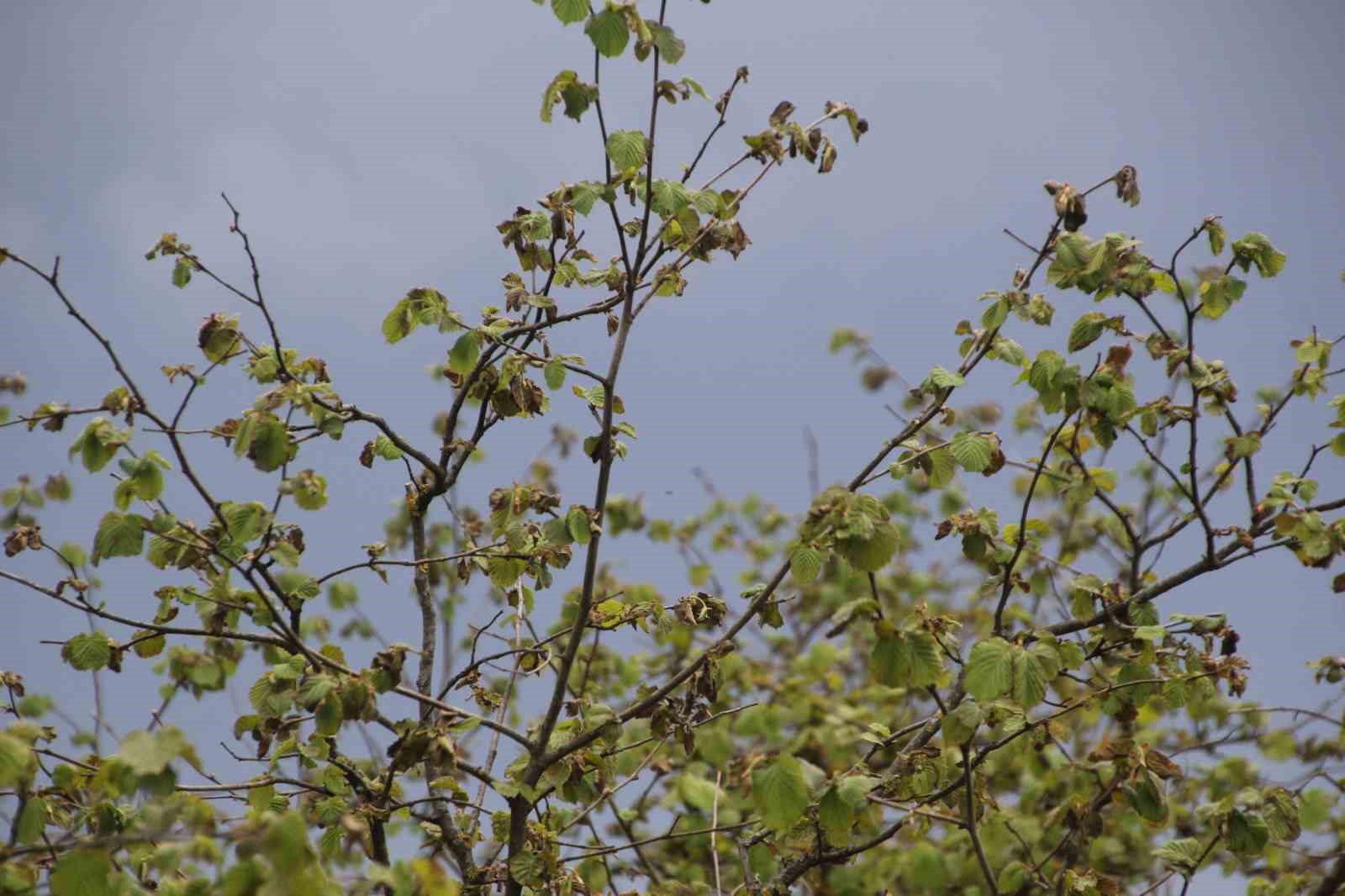 Bakan Yumaklı: "Zirai don nedeniyle zarar gören ağaçlarda kulaktan dolma bilgilerle budama yapılmamalı"