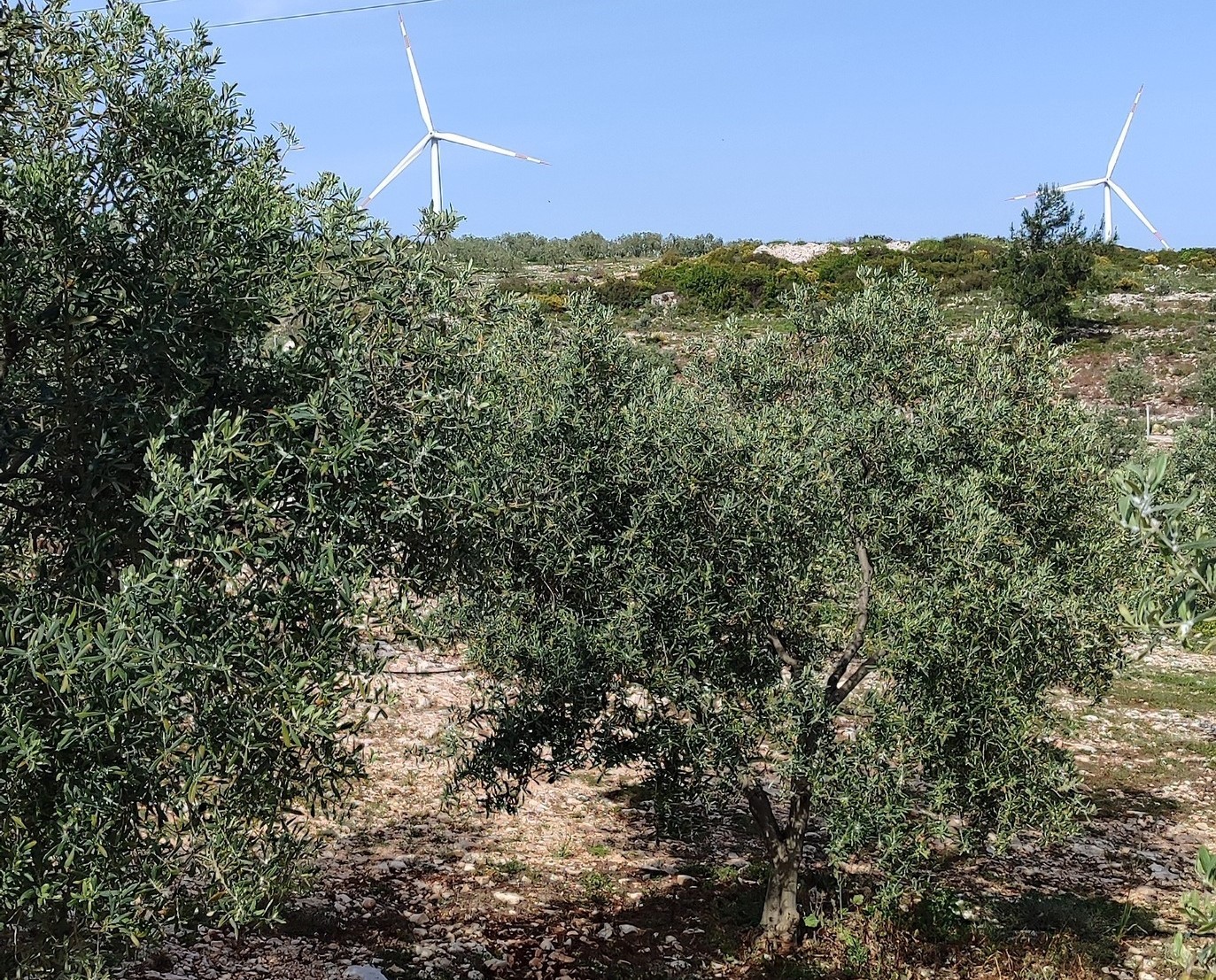 Aydın’da zeytin bahçeleri denetlendi