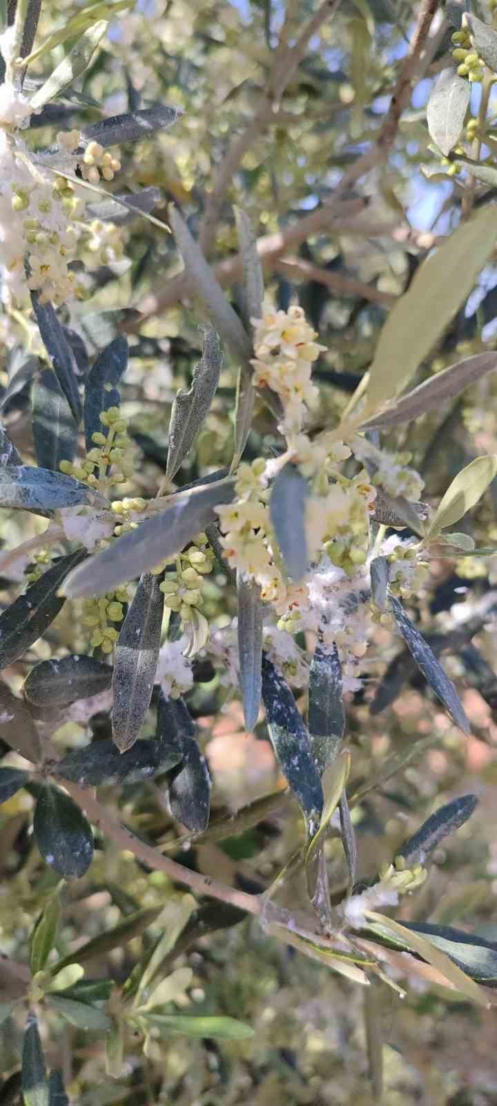 Aydın’da zeytin bahçeleri denetlendi