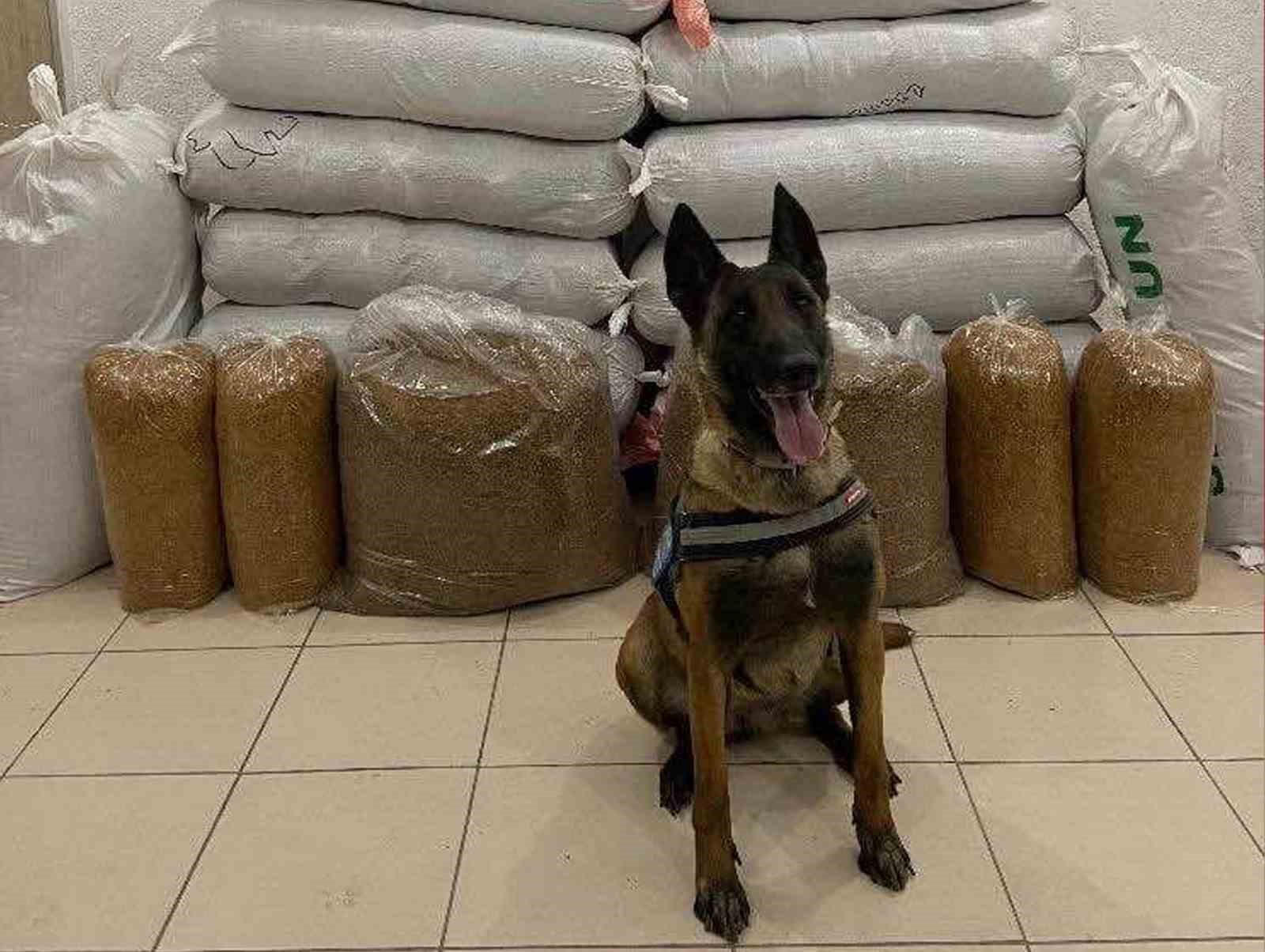 Hassas burun "Alkış" otobüste 520 kilogram kaçak tütün buldu