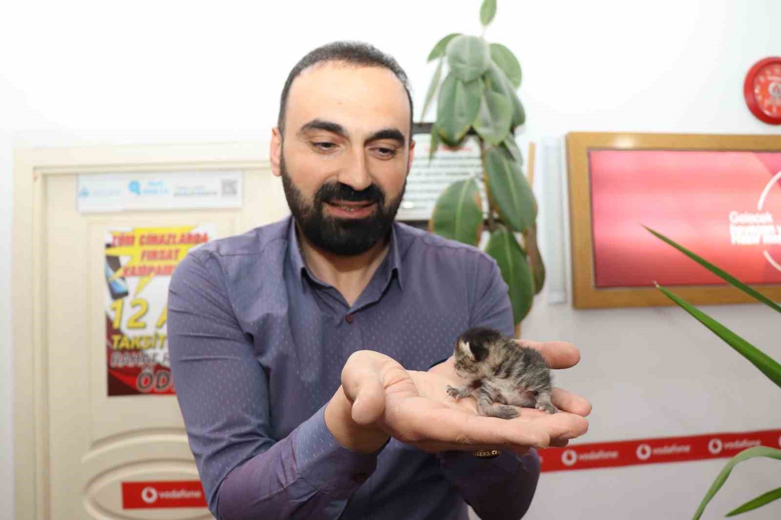 Anne kedi yavrusunu çekmecede doğurdu