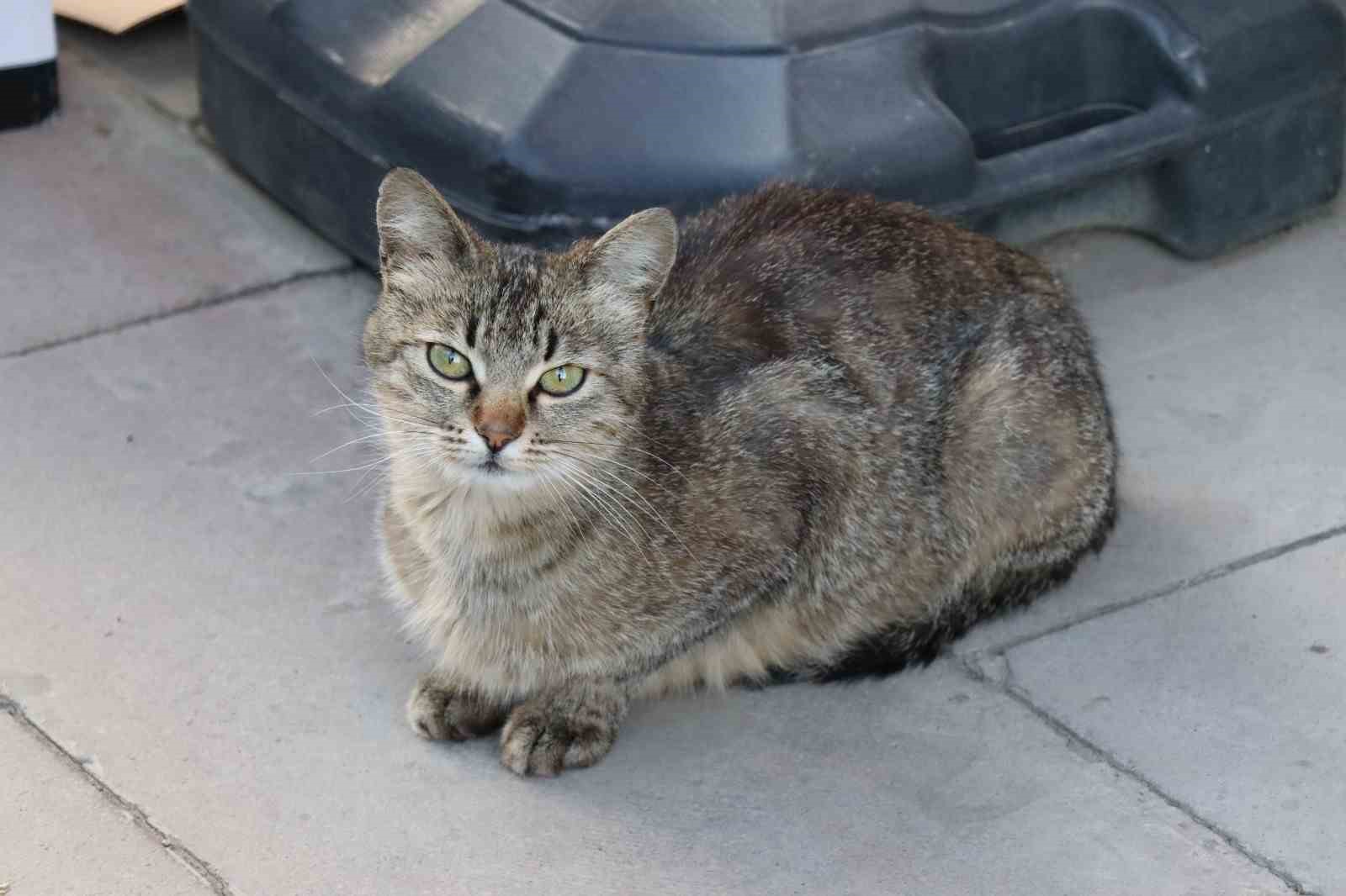 Anne kedi yavrusunu &ccedil;ekmecede doğurdu
