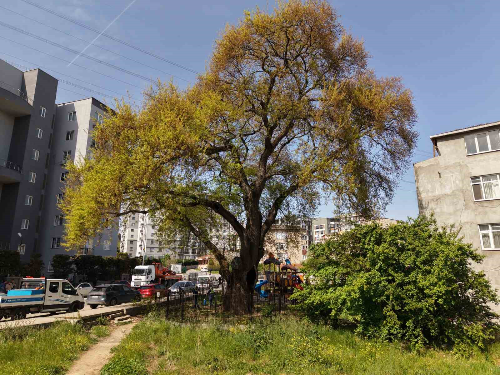 Pendik’te tarihe kök salan 400 yıllık ağaca özel bakım yapılıyor