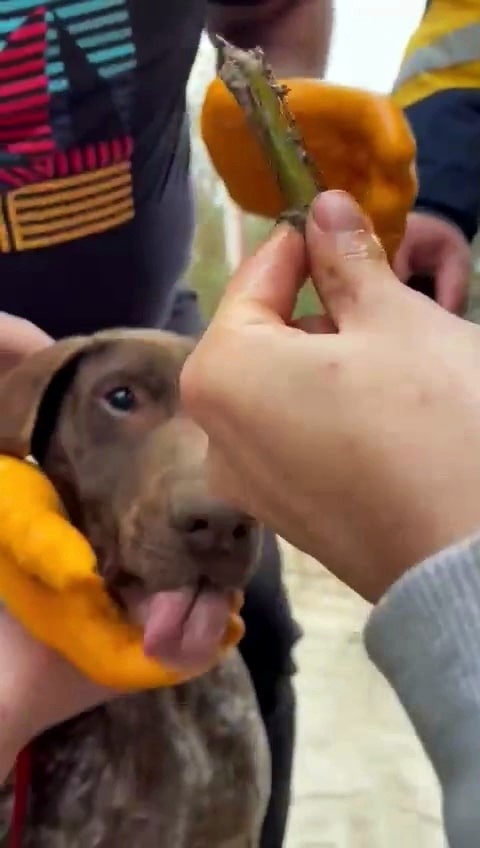 Boğazına ağaç parçası takılan köpeğin yardımına vatandaşlar koştu
