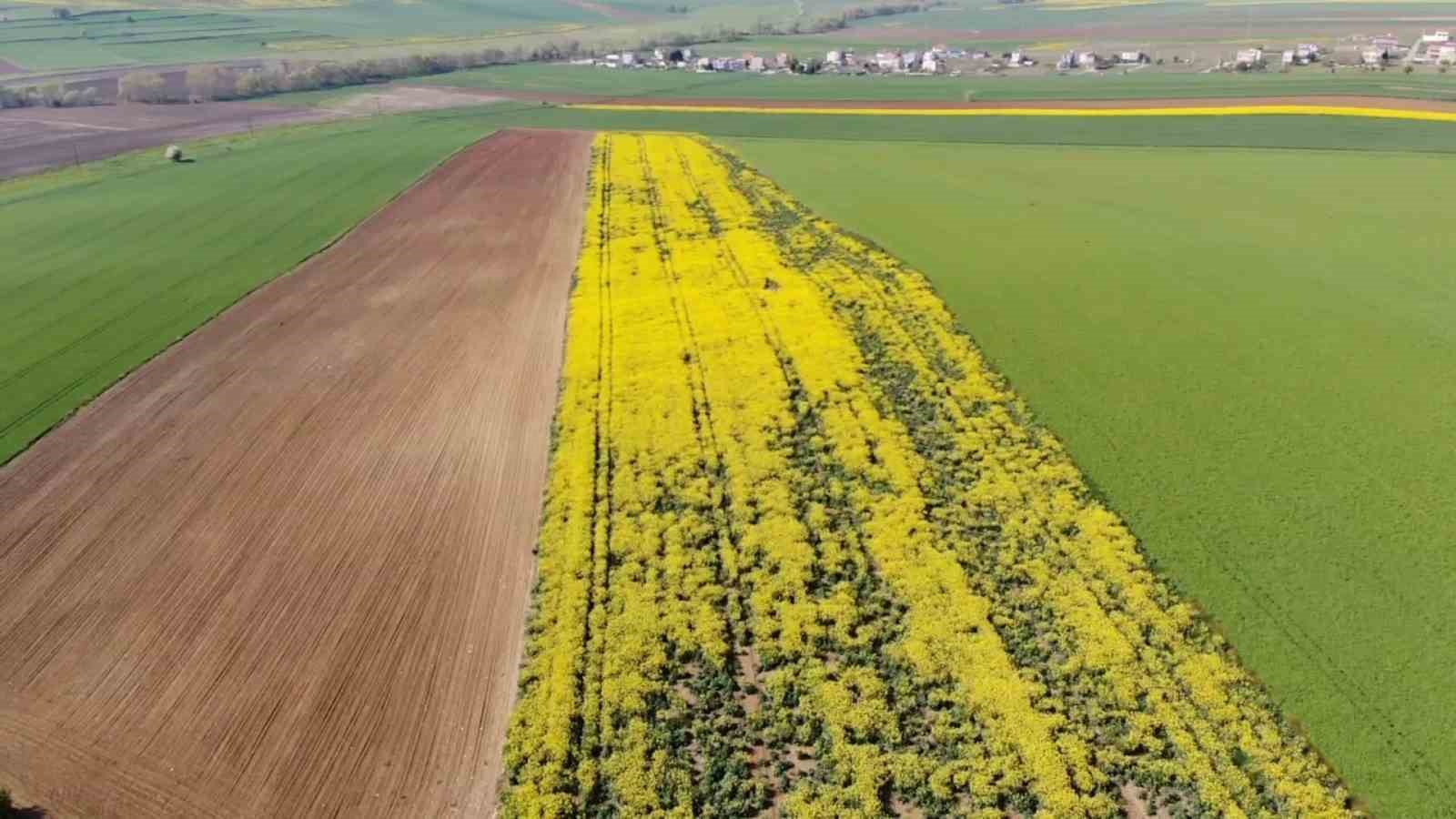 Tarla değil adeta tablo:Tekirdağ’da sarı bahar