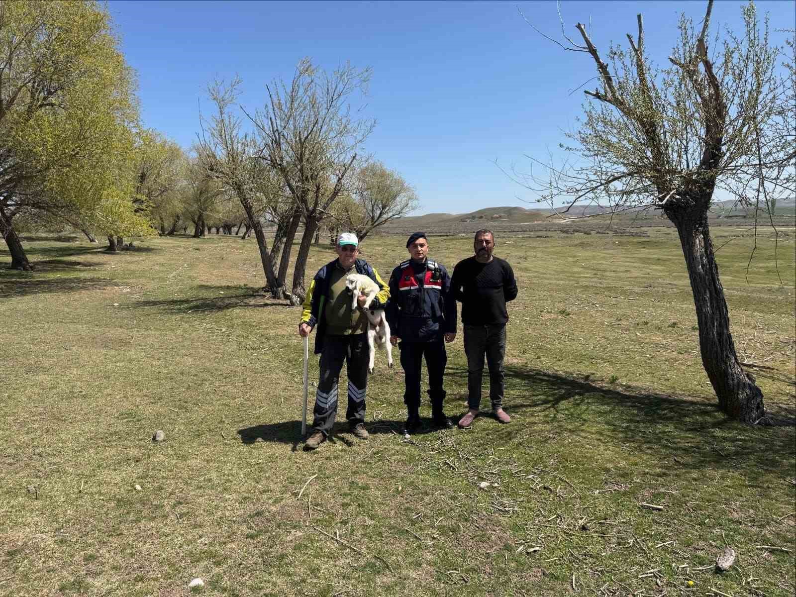 Kayıp küçükbaş hayvanı jandarma buldu