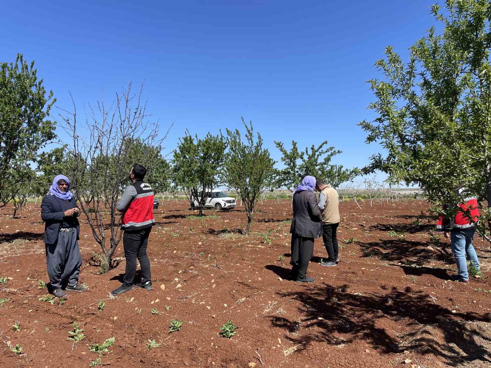 Şanlıurfa’da zirai donun etkili olduğu badem bahçeleri incelendi