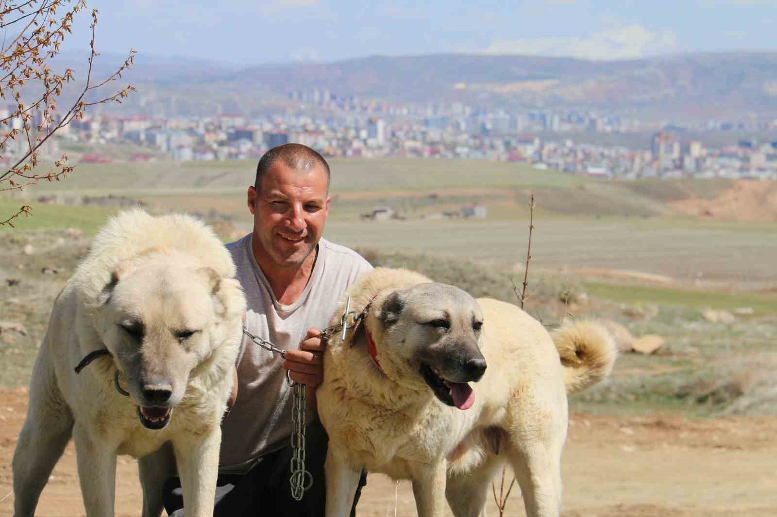 Hava değişiklikleri Kangalları depresyona soktu
