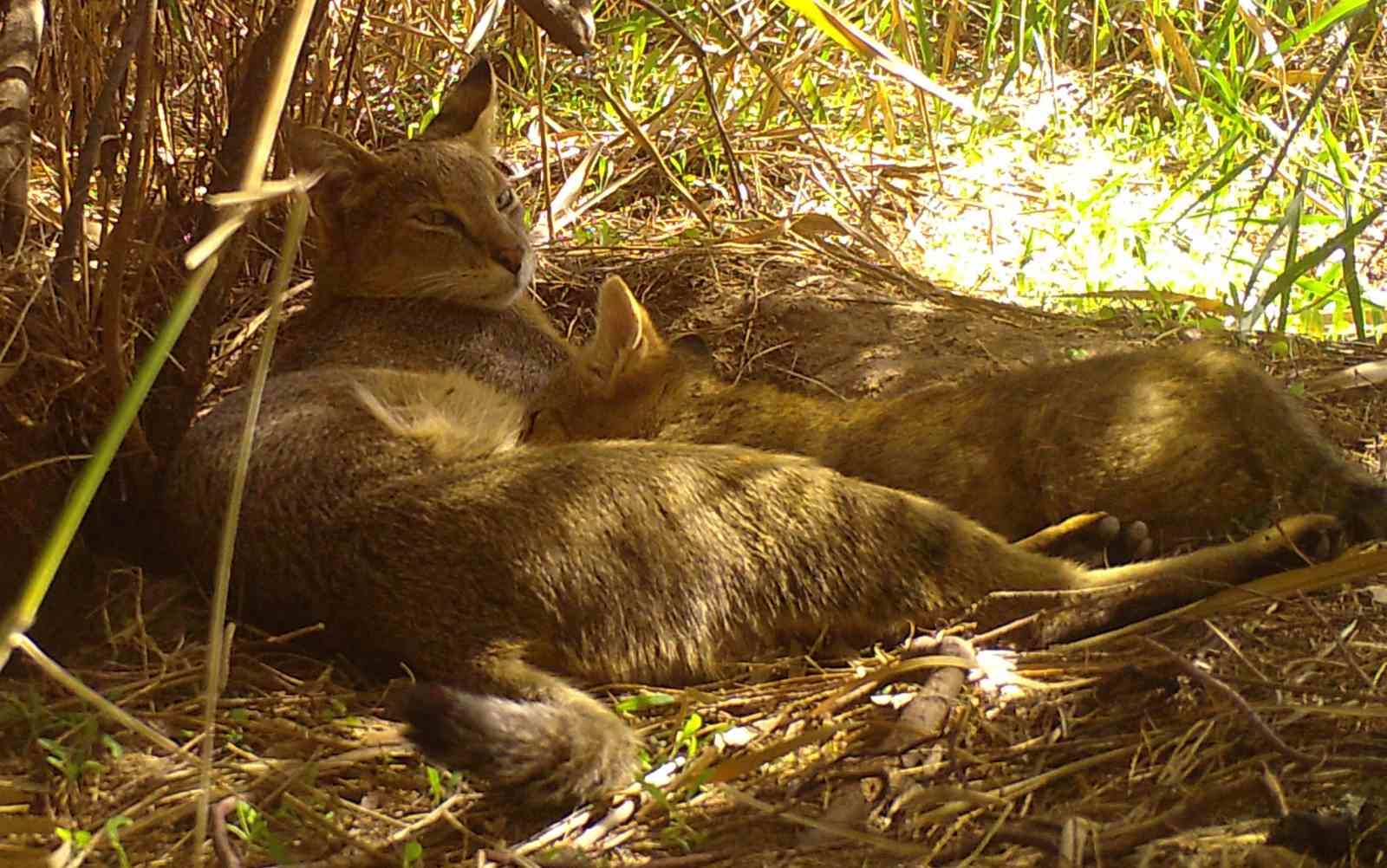 Nesli tehlike altındaki saz kedisi yavrularıyla görüntülendi