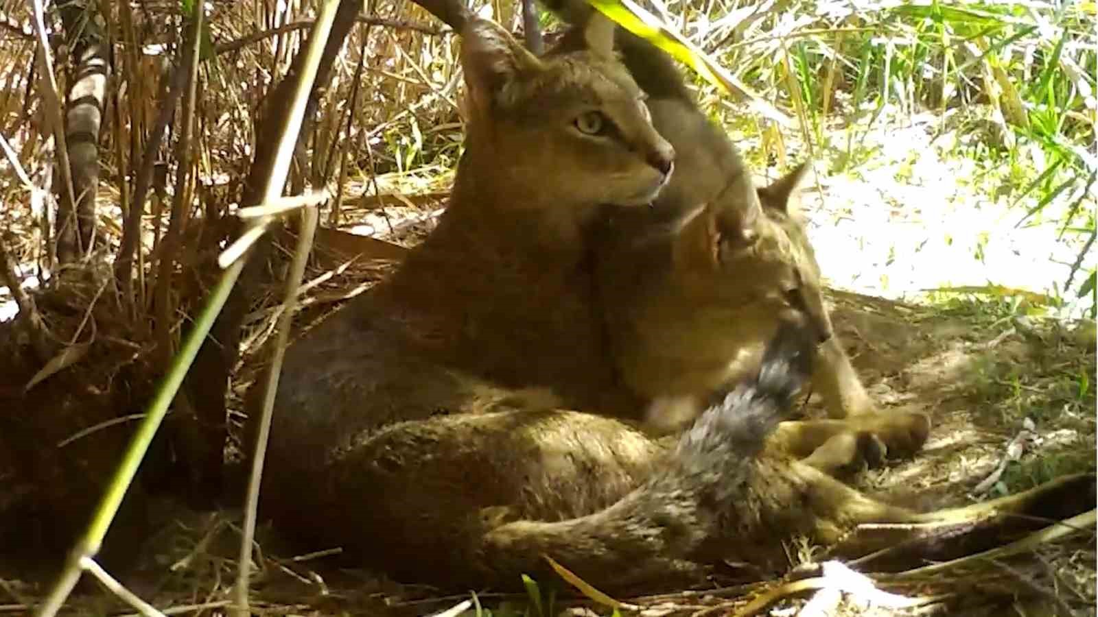 Nesli tehlike altındaki saz kedisi yavrularıyla g&ouml;r&uuml;nt&uuml;lendi
