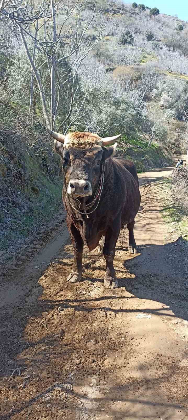 Boğa saldırısına uğrayan gen&ccedil; hayatını kaybetti
