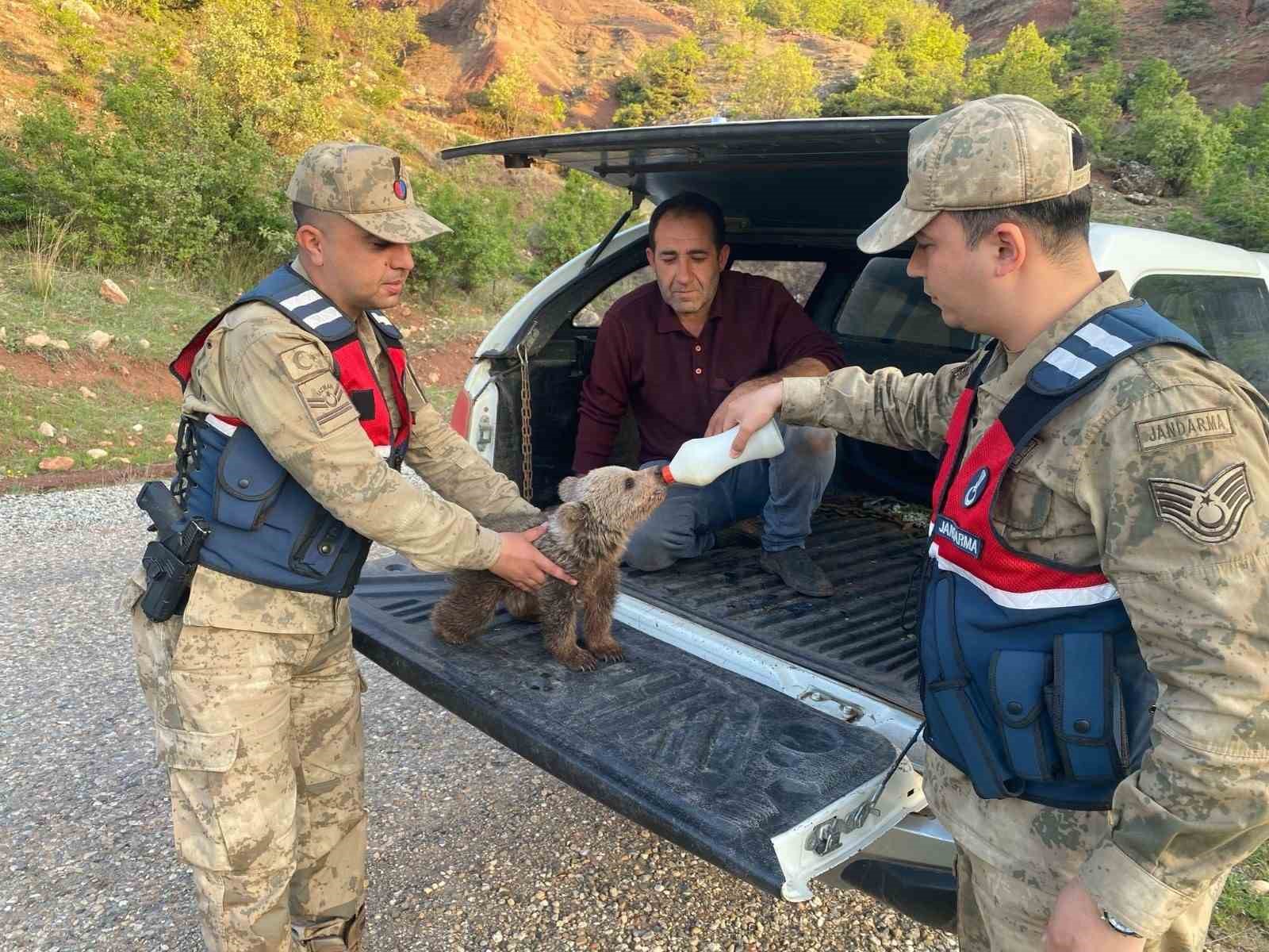 Siirt’te yaralı kızıl şahin koruma altına alındı, yavru ayı doğaya bırakıldı