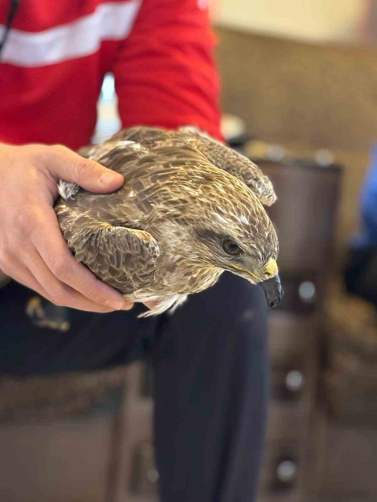 Siirt’te yaralı kızıl şahin koruma altına alındı, yavru ayı doğaya bırakıldı