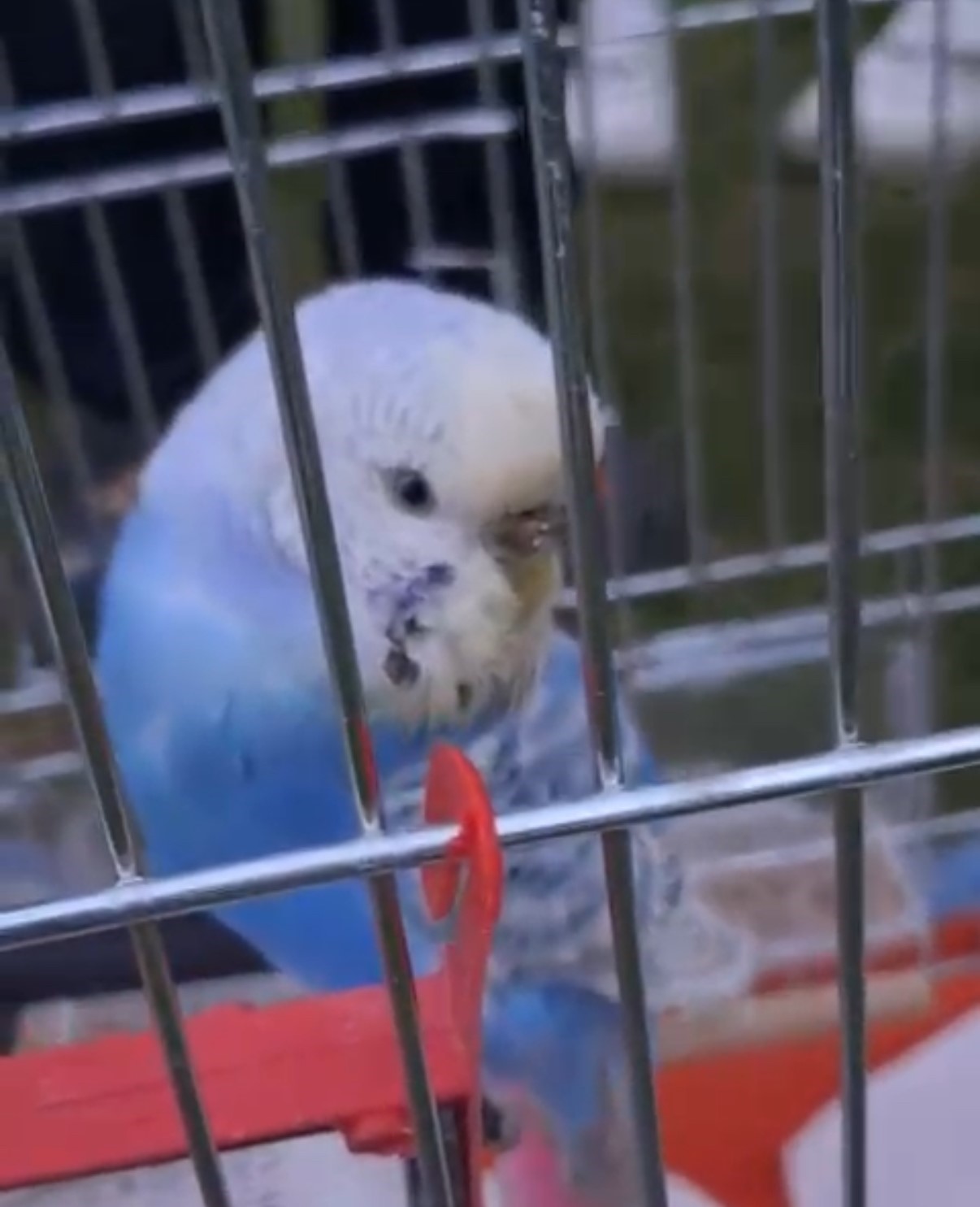 Pervaza sıkışan muhabbet kuşu kurtarıldı